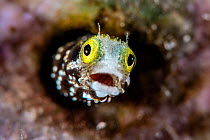 Spinyhead blenny (Acanthemblemaria spinosa) peering out from a hole in coral reef, Grand Cayman, Cayman Islands, Caribbean Sea.