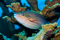Female Princess parrotfish (Scarus taeniopterus) swimming through the branches of Elkhorn coral (Acropora palmata), Grand Cayman, Cayman Islands, Caribbean Sea.
