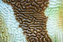 Detail of a Symmeterical brain coral (Diploria strigosa) infected by Stony Coral Tissue Loss Disease (SCTLD) showing disclouration as disease advances on both sides of the central area of living tissu...