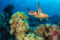 RF - Hawksbill turtle (Eretmochelys imbricata) swimming over Leather corals (Sarcophyton sp.) on a coral reef, Laamu Atoll, Maldives, Indian Ocean. (This image may be licensed either as rights managed...