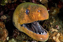 RF - Giant moray (Gymnothorax javanicus) with mouth open, looming out of a crevice in coral reef at night, Sharm El Sheikh, Egypt, Red Sea. (This image may be licensed either as rights managed or roya...