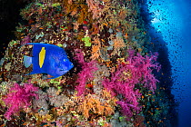 RF - Yellowbar angelfish / Goldbar angelfish (Pomacanthus maculosus) on a coral reef with colourful soft corals (Dendronephthya sp). and (Scleronephthya sp.). Ras Mohammed National Park, Sinai, Egypt....