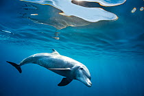 RF - Indian Ocean bottlenose dolphin (Tursiops aduncus) swimming just below the surface in sunlight, Gubal Island, Egypt, Red Sea. (This image may be licensed either as rights managed or royalty free....