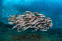 RF - Striped catfish (Plotosus lineatus) school swimming over seabed, with schooling fish behind, Ambon Bay, Maluku Archipelago, Banda Sea, Indonesia. (This image may be licensed either as rights mana...