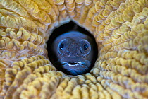 RF - Male Blackhead blenny (Emblemariopsis bahamensis) peering out from a hole in a Brain coral (Scleractinia), Grand Cayman, Cayman Islands, Caribbean Sea. (This image may be licensed either as right...