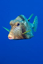 RF - Smooth trunkfish (Lactophrys triqueter) portrait, Grand Cayman, Cayman Islands, Caribbean Sea. (This image may be licensed either as rights managed or royalty free.)