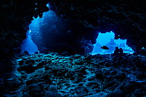 RF - Schoolmaster snapper (Lutjanus apodus) swimming through underwater caverns within a coral reef, Grand Cayman, Cayman Islands, Caribbean Sea. (This image may be licensed either as rights managed o...