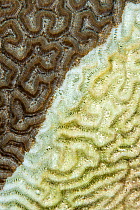 RF - Detail of Symmetrical brain coral (Diploria strigosa) infected by Stony Coral Tissue Loss Disease (SCTLD), Grand Cayman, Cayman Islands,  Caribbean Sea. (This image may be licensed either as righ...