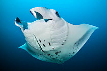 RF - Reef manta (Mobula alfredi) swimming in open water with a Remora (Remora remora) swimming below, North Ari Atoll, Maldives, Indian Ocean. (This image may be licensed either as rights managed or r...