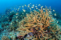 RF - Ternate chromis (Chromis ternatensis) school swimming over Staghorn coral (Acropora sp.) on a reef, Laamu Atoll, Maldives, Indian Ocean. (This image may be licensed either as rights managed or ro...