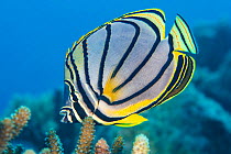 RF - Meyer's butterflyfish (Chaetodon meyeri) feeding on hard coral (Acropora sp.) on a reef. Laamu Atoll, Maldives, Indian Ocean. (This image may be licensed either as rights managed or royalty...