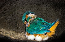 Male Kingfisher (Alcedo atthis) adjusting his position on eggs for his brooding period in an artificial nest, Italy.
