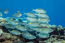 School of  Gold-spot emperor / Bream (Gnathodentex aureolineatus) swimming over the reef, Yap, Micronesia, Pacific Ocean.