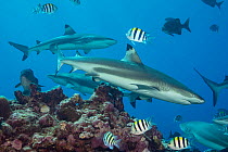 Blacktip reef sharks (Carcharhinus melanopterus) circling the reef surrounded by various reef fish, Yap, Micronesia, Pacific Ocean.