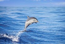 Pantropical spotted dolphin (Stenella attenuata) leaping, Hawaii, Pacific Ocean.