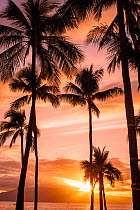 Palm trees silhouetted against the sunset, Maui, Hawaii.