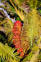 Endemic Ama'u fern (Sadleria cyatheoides) showing a red frond, this will turn green as it matures, Haleakala National Park, Maui, Hawaii.