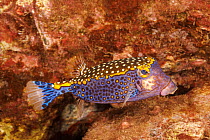Male Spotted boxfish (Ostracion meleagris) portrait, Hawaii, Pacific Ocean.