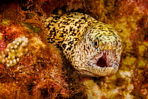 Stout moray (Gymnothorax eurostus) head portrait, with mouth open showing its teeth, Hawaii, Pacific Ocean.