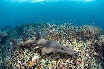 Bowmouth guitarfish / Shark ray (Rhina ancylostoma) resting on a reef surrounded by various reef fish, Philippines, Pacific Ocean.