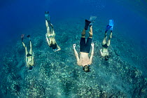 Four free divers descending down to the reef, Hawaii, Pacific Ocean. Model released.