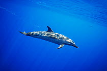 Pantropical spotted dolphin (Stenella attenuata) swimming in open ocean, Hawaii, Pacific Ocean.