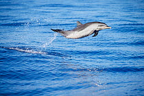 Pantropical spotted dolphin (Stenella attenuata), juvenile, leaping out of the ocean, Hawaii, Pacific Ocean.