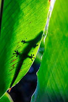 Gold dust day gecko (Phelsuma laticauda) silhouetted on leaf, an invasive species, peering over the edge of ginger leaf, Hawaii.