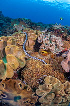 A venomous Banded sea krait / Yellow-lipped sea krait (Laticauda colubrina) swimming over a coral reef, Nusa Penida, Bali, Indonesia, Pacific Ocean.