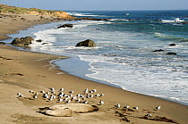 Two Northern elephant seals (Mirounga angustirostris) sunning themselves on the beach next to a flock of Gulls (Laridae), Piedras Blancas, Southern California, USA, Pacific Ocean.