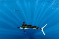 Striped marlin (Tetrapturus audax) West Coast of Baja California Peninsula, Mexico. Pacific Ocean.