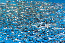 Sardine bait ball (Sardinops sagax) escaping Striped marlin (Tetrapturus audax) that is attempting to feed on them. West Coast of Baja California Peninsula, Mexico. Pacific Ocean.