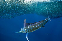 Striped marlin (Tetrapturus audax) feeding on Sardine bait ball (Sardinops sagax). West Coast of Baja California Peninsula, Mexico. Pacific Ocean.