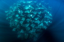 Large school of Munk's devil rays (Mobula munkiana) aggregating. West Coast of Baja California Peninsula, Mexico. Pacific Ocean.
