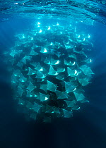 Large school of Munk's devil rays (Mobula munkiana) aggregating.  West Coast of Baja California Peninsula, Mexico. Pacific Ocean.