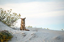 Coyote (Canis latrans) sitting on sand dune. Magdalena Bay,  Baja California Peninsula, Mexico.