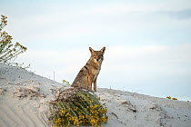 Coyote (Canis latrans) sitting on sand dune. Magdalena Bay,  Baja California Peninsula, Mexico. Pacific Ocean.