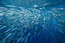 Sardine bait ball (Sardinops sagax) escaping Striped marlin (Tetrapturus audax) that is attempting to feed on them. West Coast of Baja California Peninsula, Mexico. Pacific Ocean.