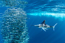 Striped marlin (Tetrapturus audax) feeding on Sardine bait ball (Sardinops sagax). West Coast of Baja California Peninsula, Mexico. Pacific Ocean.