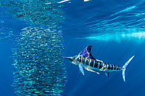 Striped marlin (Tetrapturus audax) feeding on Sardine bait ball (Sardinops sagax). West coast of Baja California Peninsula, Mexico. Pacific Ocean. Prince Albert II of Monaco Environmental Photography...