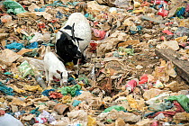 Goat with kid foraging in a garbage dump surrounded by plastic bags, bottles and single-use plastic containers, Gabon.