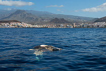 Sperm whale (Physeter macrocephalus) head and part of body, decomposing carcass adrift in the ocean, showing signs of predation by sharks and possible damage from a boat, Tenerife, Canary Islands, Atl...