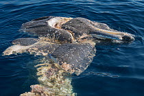 Sperm whale (Physeter macrocephalus) head and part of body, decomposing carcass adrift in the ocean, showing signs of predation by sharks and possible damage from a boat, Tenerife, Canary Islands, Atl...