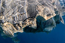 Sperm whale (Physeter macrocephalus) head and part of body, decomposing carcass adrift in the ocean, showing shark bites, and possible damage from a boat, Tenerife, Canary Islands, Atlantic Ocean.