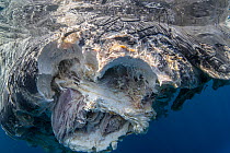Sperm whale (Physeter macrocephalus) head and part of body, decomposing carcass adrift in the ocean, showing shark bites, and possible damage from a boat, Tenerife, Canary Islands, Atlantic Ocean.