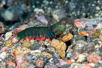 Prawn mantis (Pseudosquilla oculata) on stony seabed, Tenerife, Canary Islands, Atlantic Ocean.