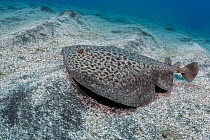 Marbled electric ray (Torpedo marmorata) camouflaged on the seabed, Tenerife, Canary Islands, Atlantic Ocean.