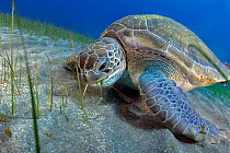 Green sea turtle (Chelonia mydas) feeding on Seagrass (Cymodocea nodosa) on the seabed, Tenerife, Canary Islands, Atlantic Ocean.