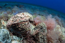 Thorny oyster (Spondylus senegalensis) on the seadbed, Tenerife, Canary Islands, Atlantic Ocean.