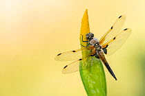 RF - Four-spotted chaser dragonfly (Libellula quadrimaculata) resting on yellow flag iris flower bud (Iris pseudacorus).   Cornwall, UK. June.   (This image may be licensed either as rights managed...
